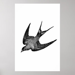 Vintage Swallow Illustration - 1800's Antique Bir Poster