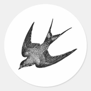 Vintage Swallow Illustration - 1800's Antique Bird Classic Round Sticker