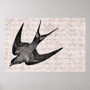 Vintage Swallow Illustration - 1800's Antique Bird Poster