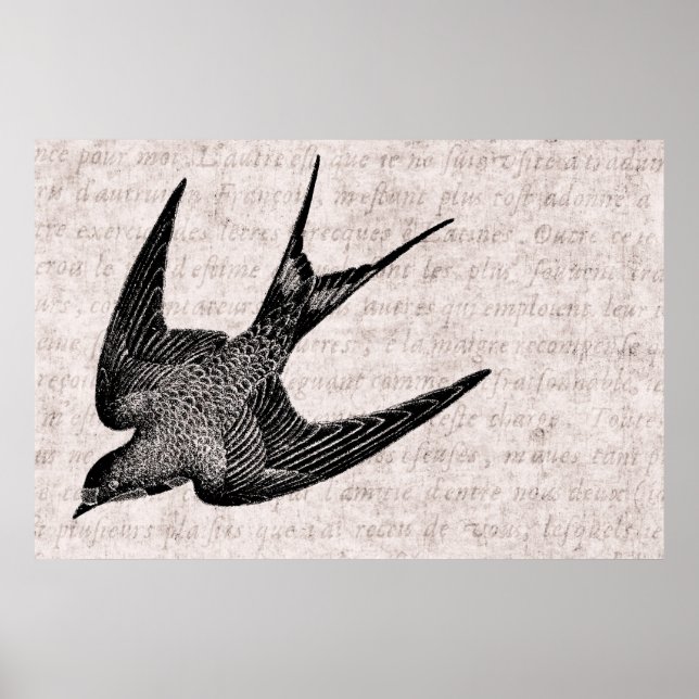 Vintage Swallow Illustration - 1800's Antique Bird Poster (Front)