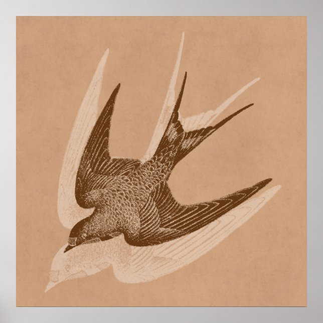 Vintage Swallow Illustration - 1800's Antique Bird Poster (Front)