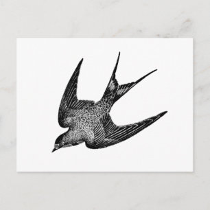 Vintage Swallow Illustration - 1800's Retro Birds Postcard