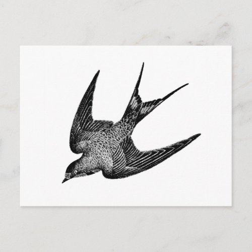 Vintage Swallow Illustration _1800s Retro Birds Postcard