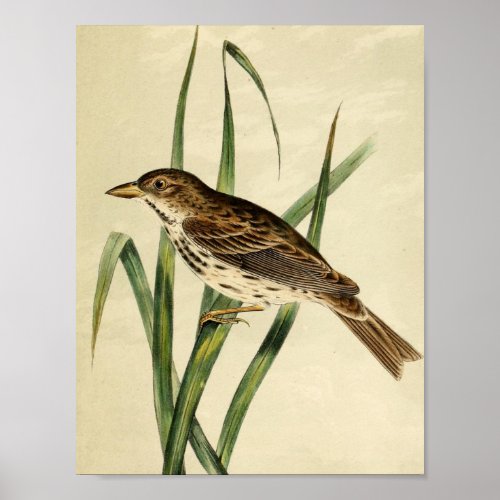 Vintage Swamp Swallow Poster