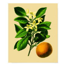 Vintage Sweet Orange Botanical Print