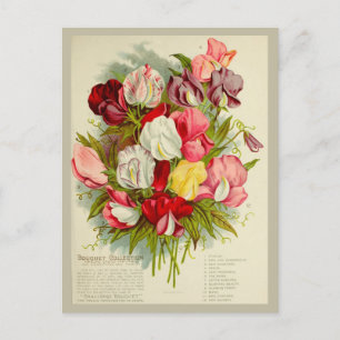 Vintage Sweet Pea Flower Bouquet Seeds Catalog Postcard