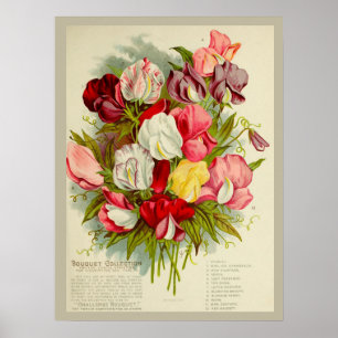 Vintage Sweet Pea Flower Bouquet Seeds Catalog Poster