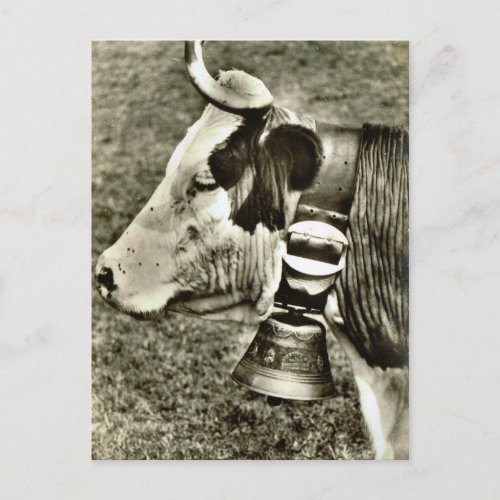Vintage Switzerland Cow and cow bell Postcard