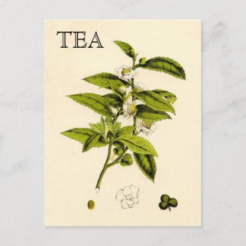 Vintage Tea Plant Postcard by knottysailor at Zazzle