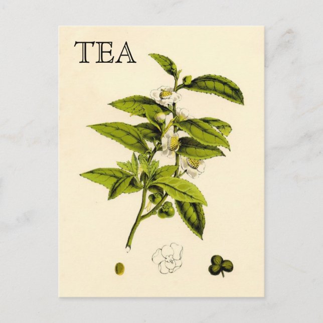 Vintage Tea Plant Postcard (Front)