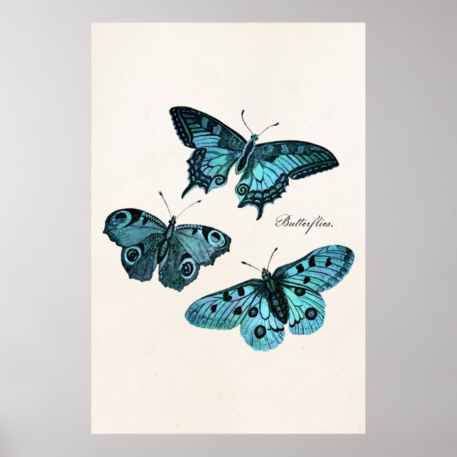 Vintage Teal Blue Butterfly Illustration Template Poster (Front)