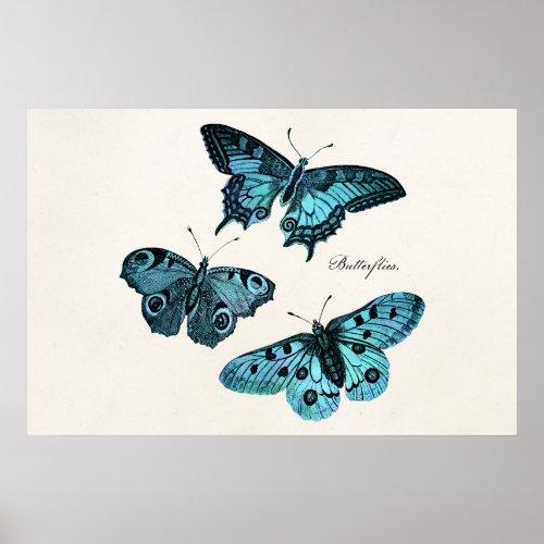 Vintage Teal Blue Butterfly Illustration Template Poster