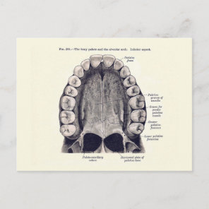 Vintage Teeth and Palate Diagram Postcard