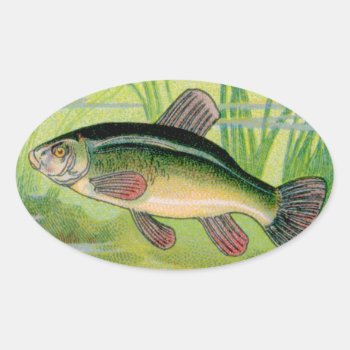 Vintage Tench Fish Print Oval Sticker by Kinder_Kleider at Zazzle
