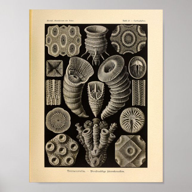 Vintage Tetracoralla Color Ernst Haeckel Print (Front)