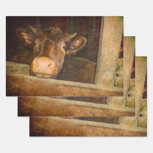 Vintage Texture Cow In Barn Rustic Country Funny Wrapping Paper Sheets