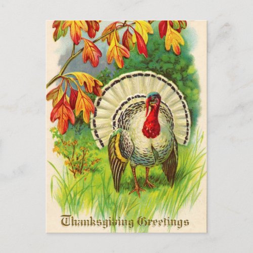 Vintage Thanksgiving Turkey Holiday Postcard