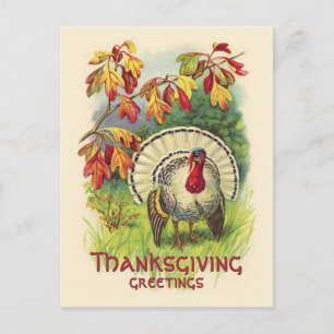 Vintage Thanksgiving Turkey postcard