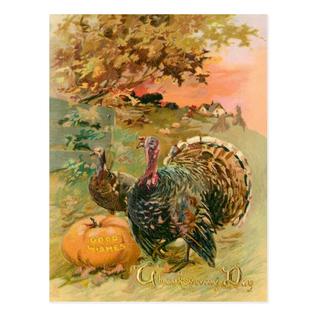 Vintage Thanksgiving Turkeys And Pumpkin Postcard