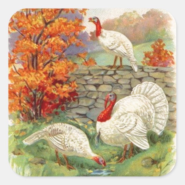 Vintage Thanksgiving White Turkeys Square Sticker