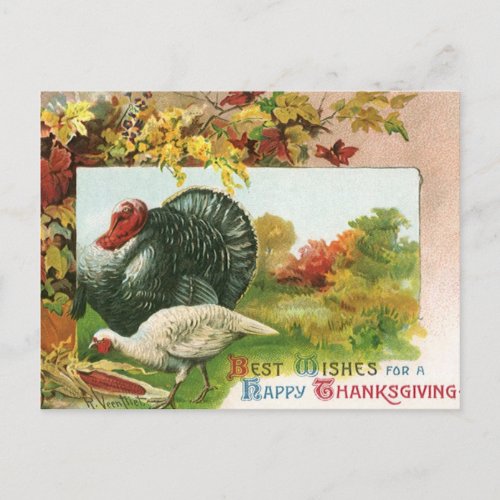 Vintage Thanksgiving Wild Turkeys Autumn Colors Holiday Postcard