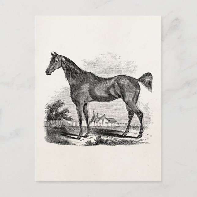 Vintage Thoroughbred Horse Equestrian Personalized Postcard (Front)