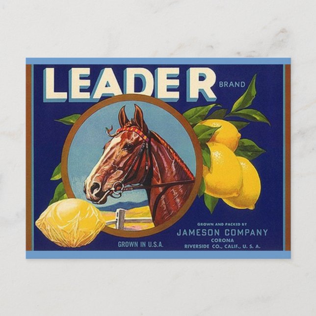 Vintage Thoroughbred Horse Leader Lemons Postcards (Front)