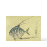 Vintage Threadfin Trevally, African Pompano Fish