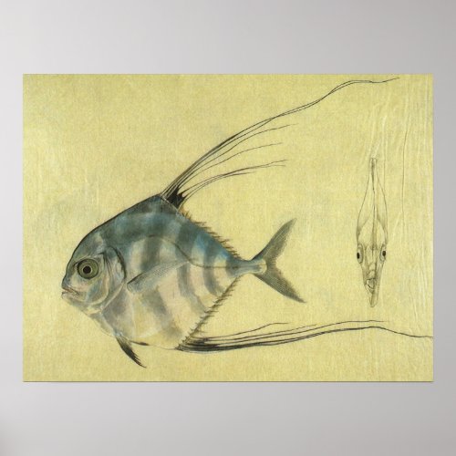 Vintage Threadfin Trevally African Pompano Fish Poster