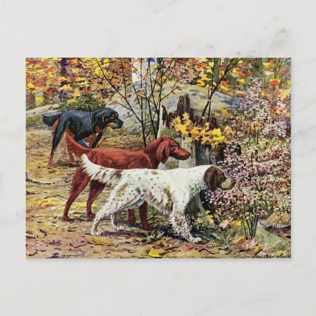 Vintage Three Irish Setters Postcard (Front)