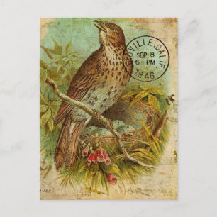 Vintage Thrush Bird Postcard