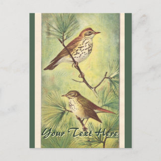 Vintage Thrushes Postcard