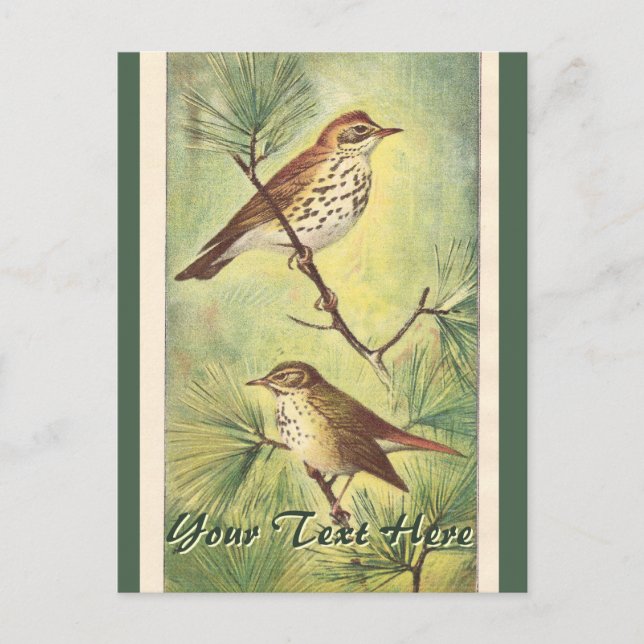 Vintage Thrushes Postcard (Front)