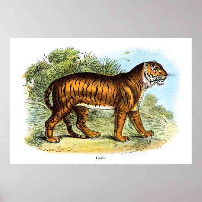 Vintage Tiger Animal Illustration Poster (Front)