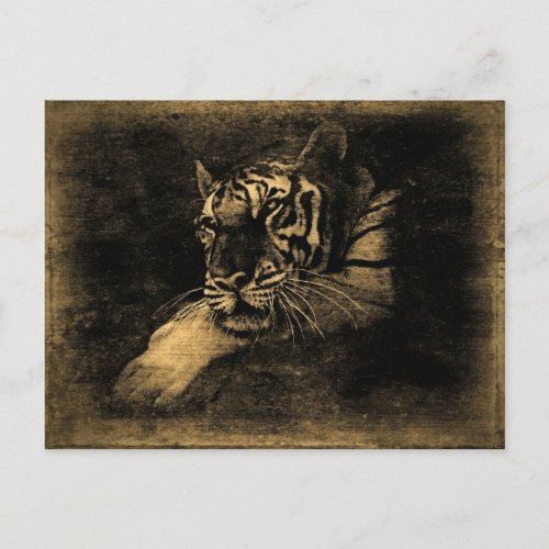 Vintage Tiger Art Postcards