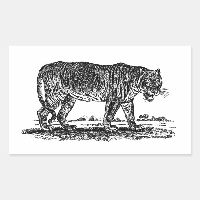 Vintage Tiger Illustration - 1800's Tigers African Rectangular Sticker (Front)