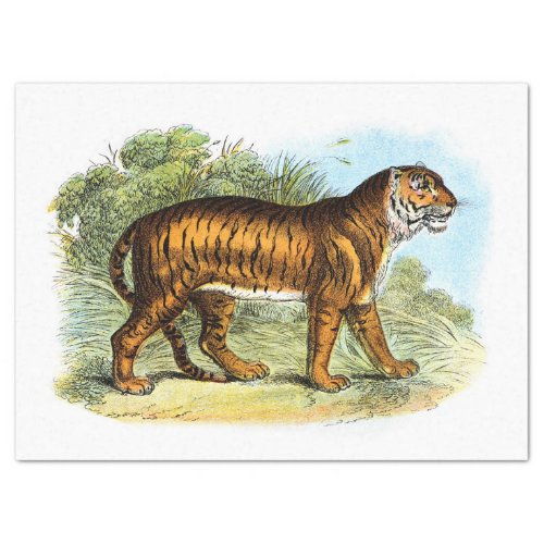 Vintage Tiger Illustration Decoupage Tissue Paper