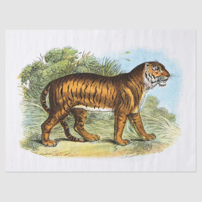 Vintage Tiger Illustration Decoupage Tissue Paper (Front)
