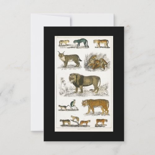 Vintage Tiger Lion Zoology Feline Illustrations RSVP Card