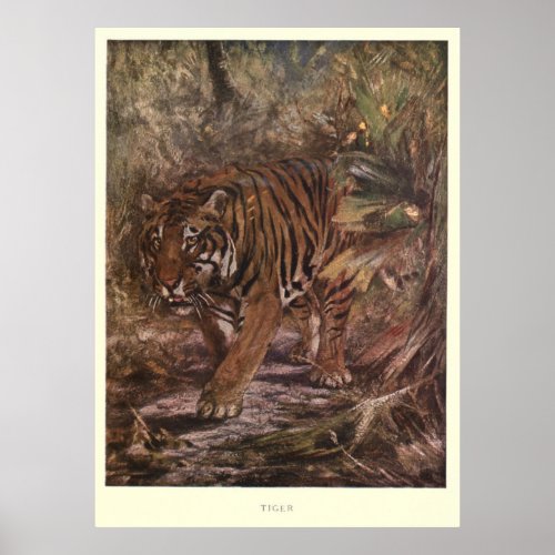 Vintage Tiger Painting 1909 Poster