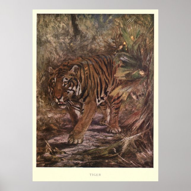 Vintage Tiger Painting (1909) Poster (Front)