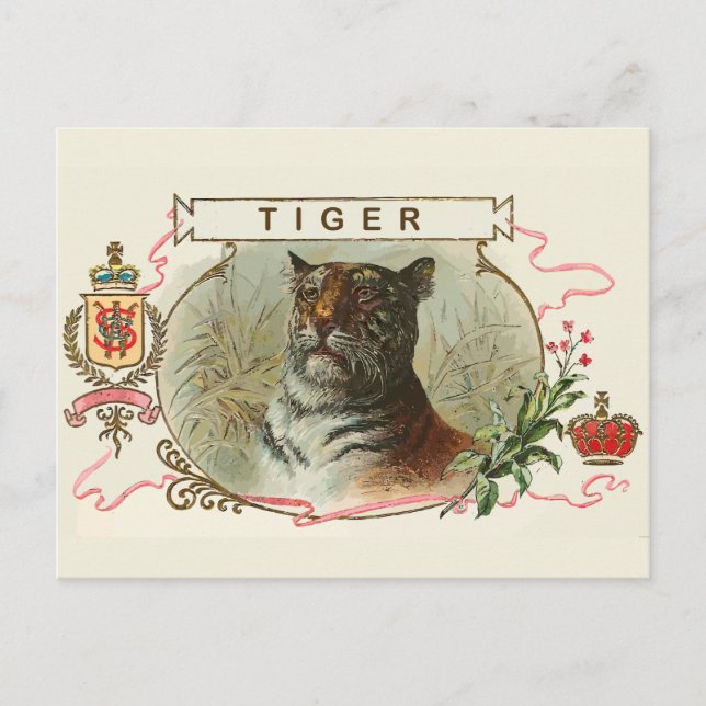 Vintage Tiger Postcard (Front)