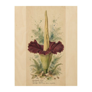 Vintage Titan Arum Botanical Illustration Wood Wal Wall Art