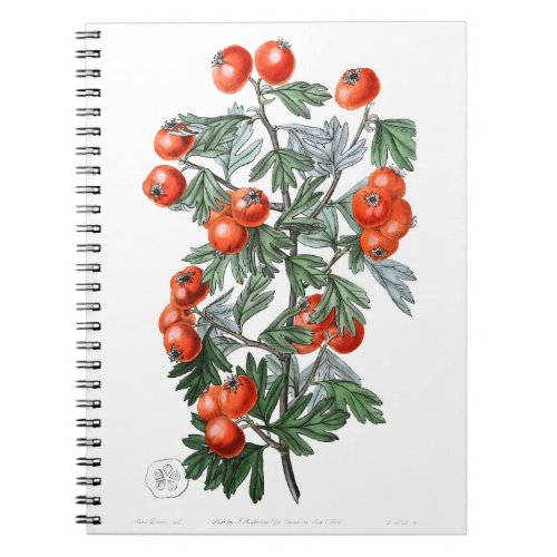 Vintage Tomato Vine Illustration Notebook