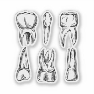 Vintage Tooth Anatomy Dental Sticker, Dentist & De Sticker