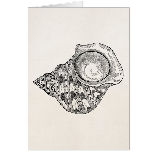 Vintage Top Seashell Antique Shells Template (Front)