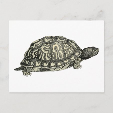 Vintage Tortoise Illustration Postcard