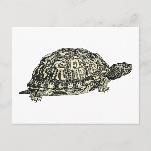 Vintage Tortoise Illustration Postcard (Front)