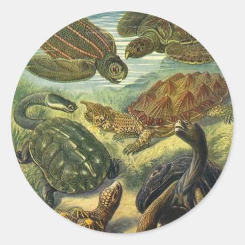 Vintage Tortoises and Sea Turtles by Ernst Haeckel Classic Round Sticker