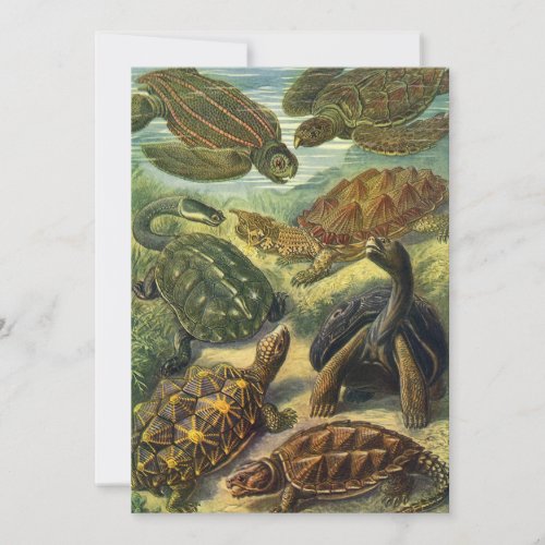 Vintage Tortoises and Sea Turtles by Ernst Haeckel Invitation